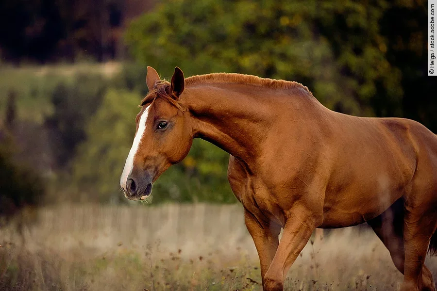 Pferd auf der Weide Ein Pferd läuft im Schritt über eine Weide. Das Pferd hat fuchsfarbenes Fell und eine weiße Blesse. Im Hintergrund sind Bäume verschwommen erkennbar.