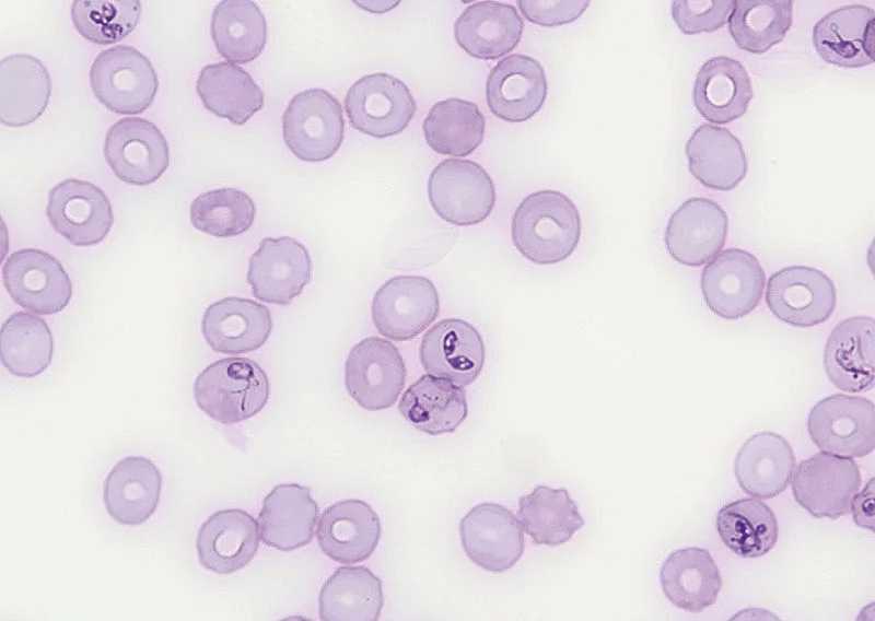 Babesia canis in einem Blutausstrich.