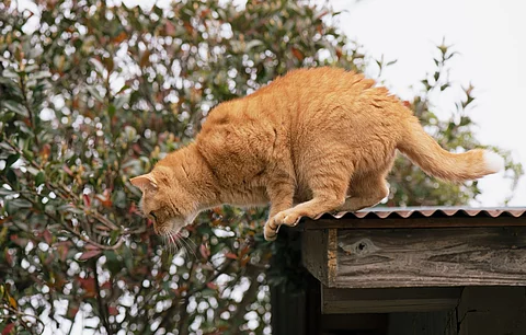 Roter Kater