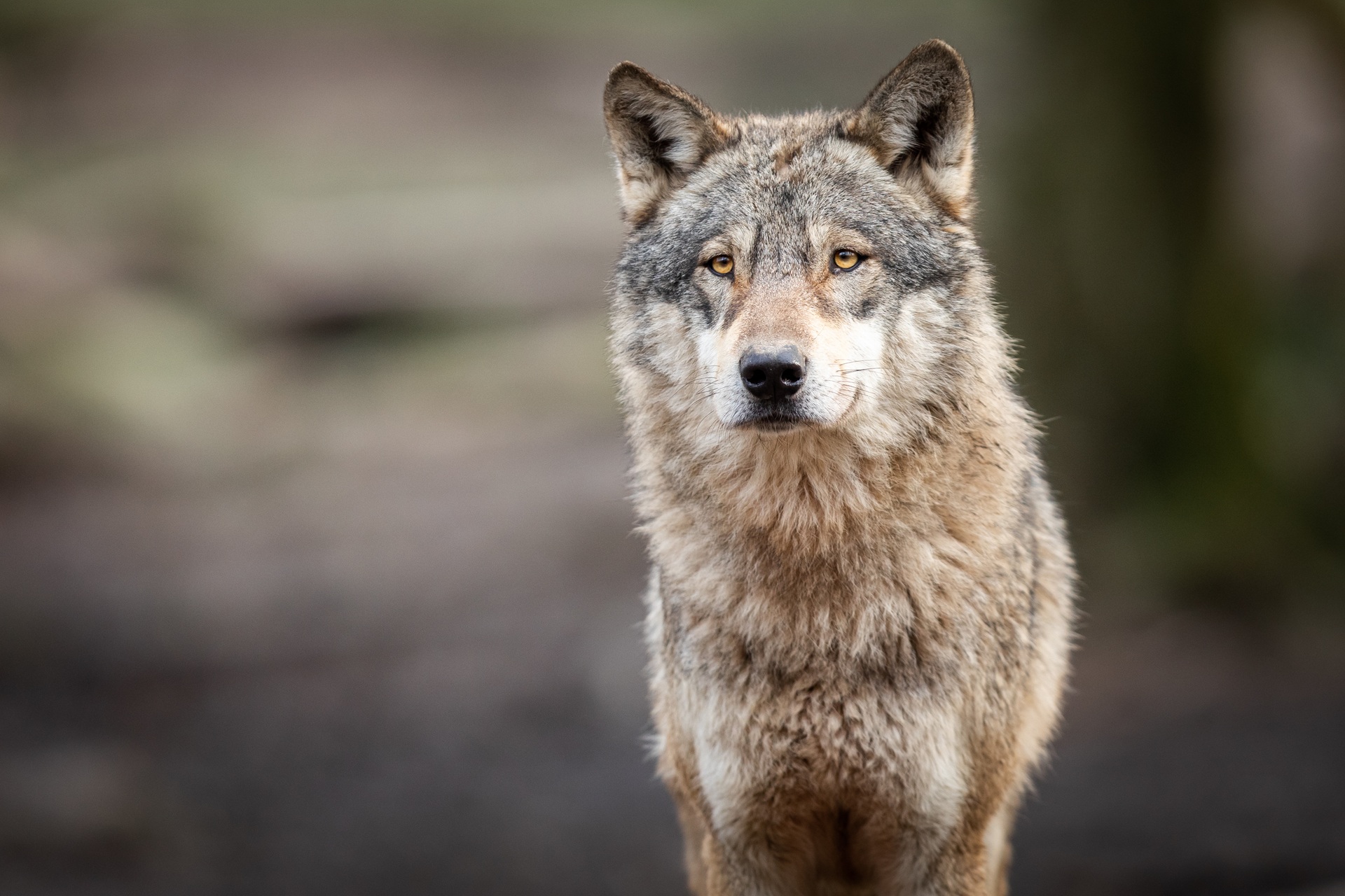 Portrait eines grauen Wolfes Portrait eines grauen Wolfes