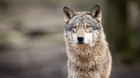 Portrait eines grauen Wolfes