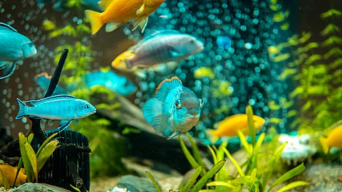 Fische schwimmen in einem Aquarium.