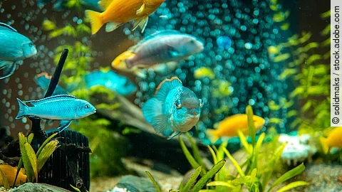 Fische schwimmen in einem Aquarium.