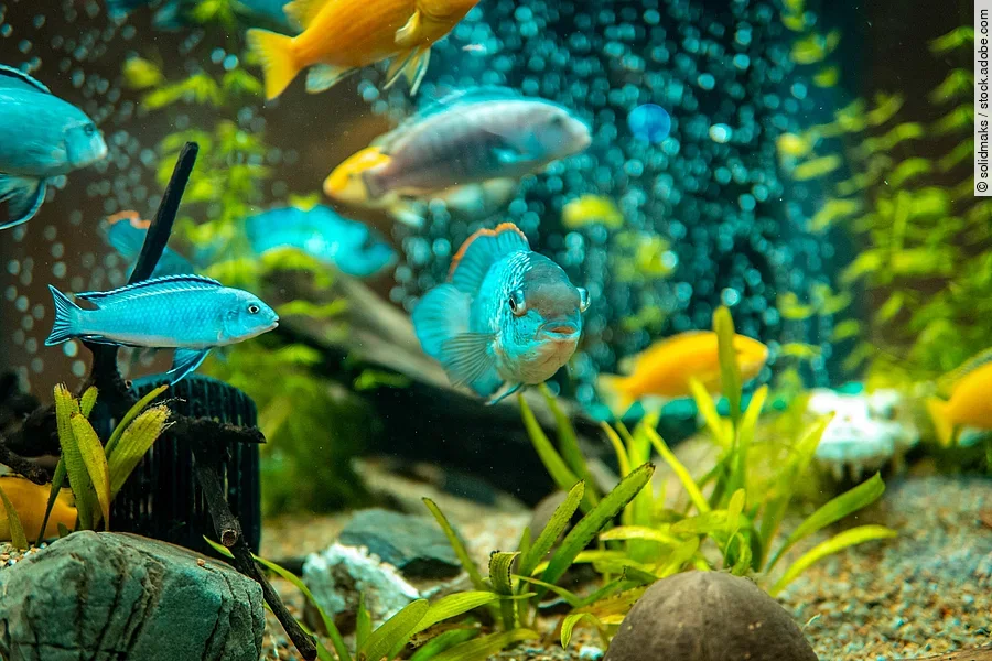 Fische schwimmen in einem Aquarium.