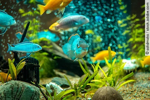Fische schwimmen in einem Aquarium.