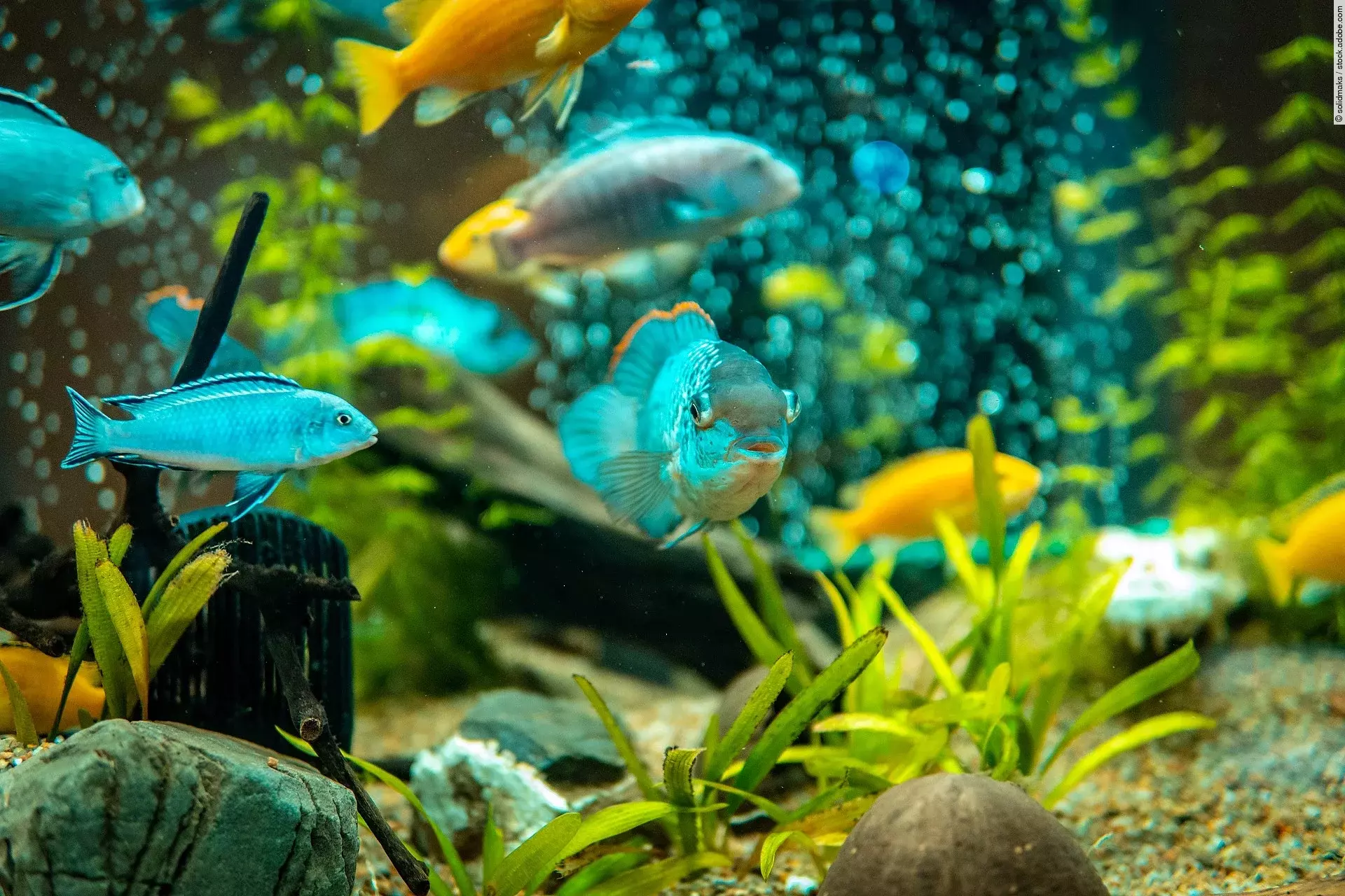Fische schwimmen in einem Aquarium.