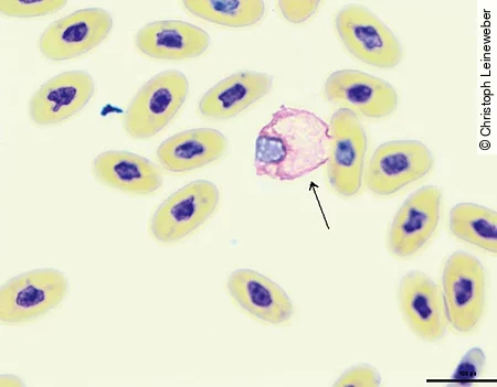 Im Blutausstrich einer Hundkopfboa sieht man neben einigen Erythrozyten auch einen Heterophilen.