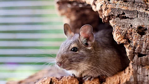 Degu Degu