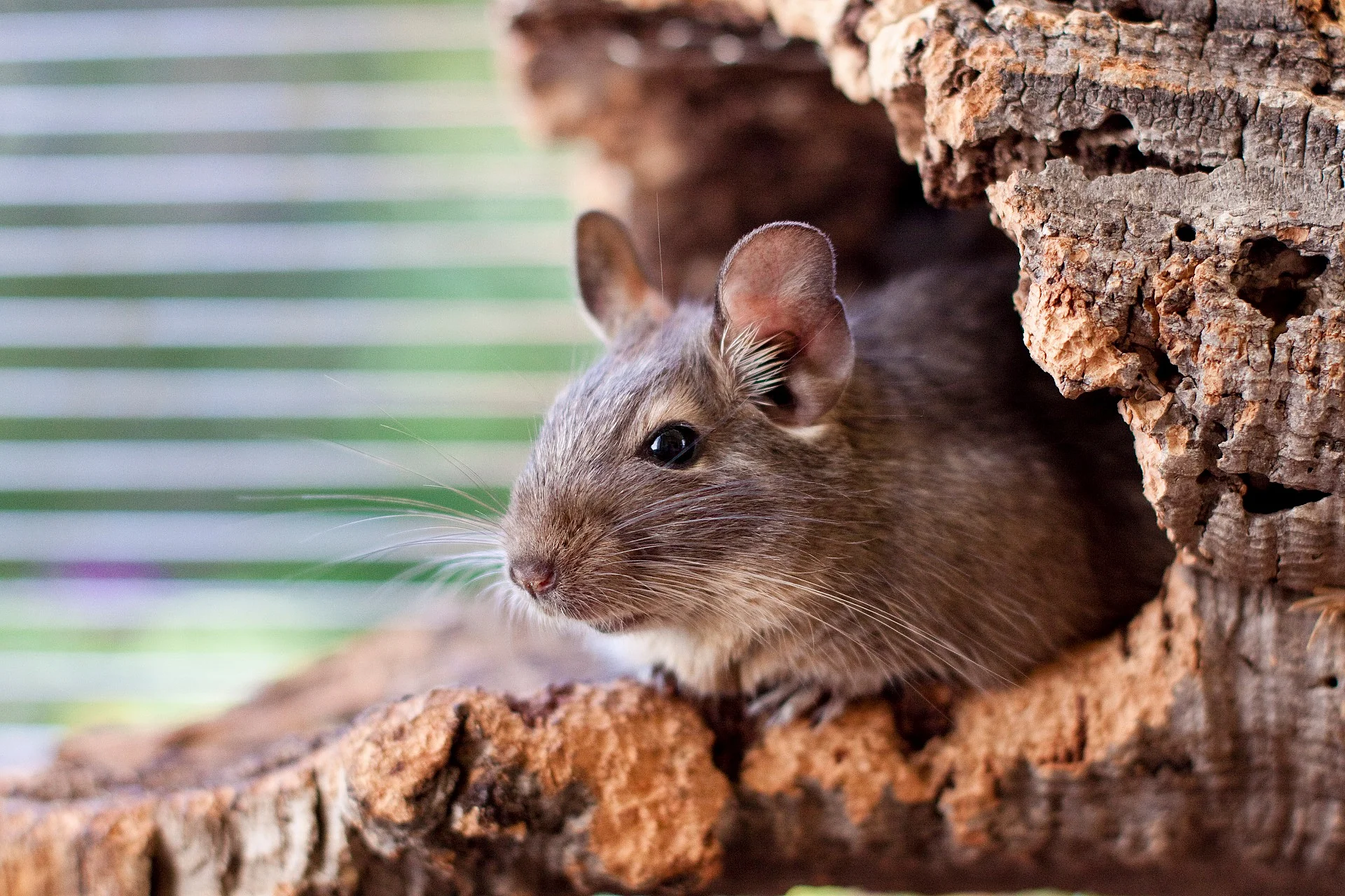 Degu