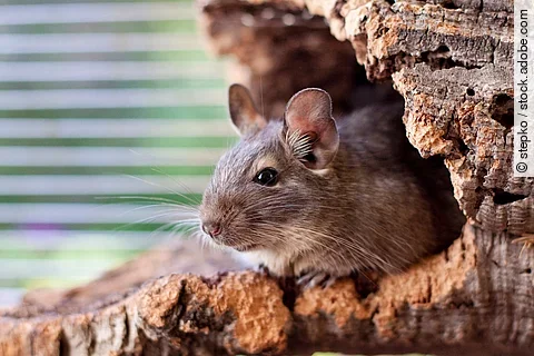 Degu