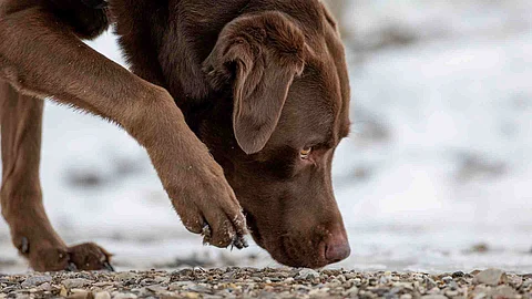 chocolate labrador retriever dog sniffing on the ground