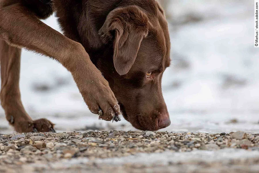 chocolate labrador retriever dog sniffing on the ground