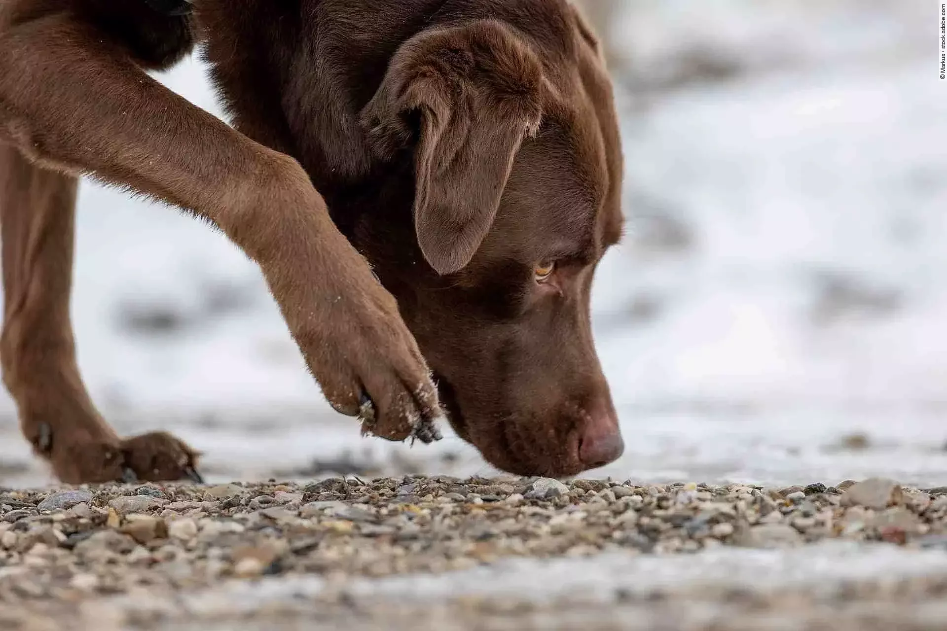chocolate labrador retriever dog sniffing on the ground