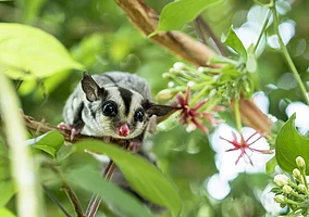 Sugar glider