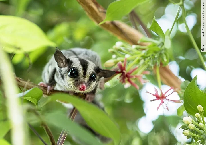 Sugar glider