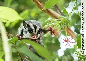 Sugar glider Sugar glider