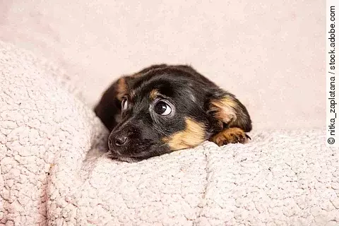 Ein kleiner Welpe liegt auf einer rosafarbenen Decke. Er liegt auf dem Bauch und schaut mit den Augen seitlich hoch. 