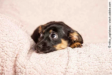 Ein kleiner Welpe liegt auf einer rosafarbenen Decke. Er liegt auf dem Bauch und schaut mit den Augen seitlich hoch. 