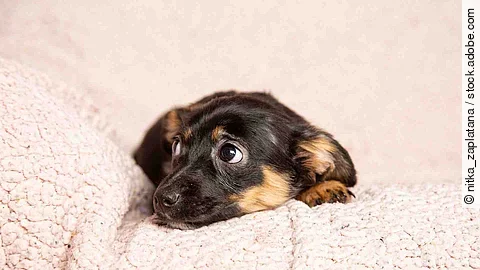 Ein kleiner Welpe liegt auf einer rosafarbenen Decke. Er liegt auf dem Bauch und schaut mit den Augen seitlich hoch. 