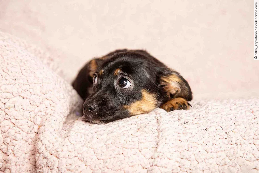 Ein kleiner Welpe liegt auf einer rosafarbenen Decke. Er liegt auf dem Bauch und schaut mit den Augen seitlich hoch. 