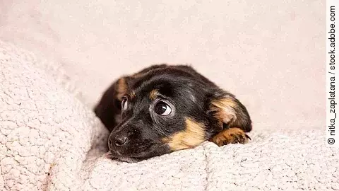 Ein kleiner Welpe liegt auf einer rosafarbenen Decke. Er liegt auf dem Bauch und schaut mit den Augen seitlich hoch.