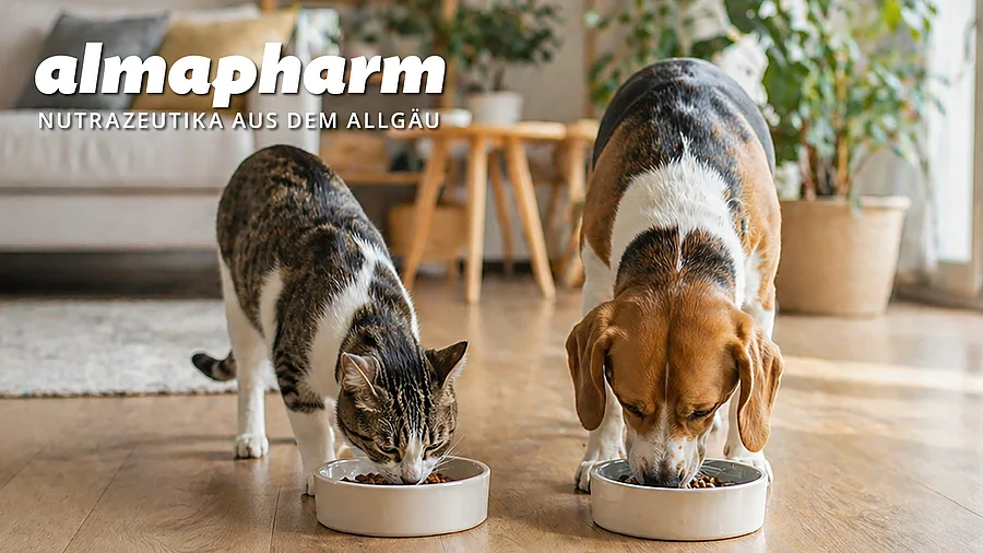 Hund und Katze fressen aus je einem Napf.