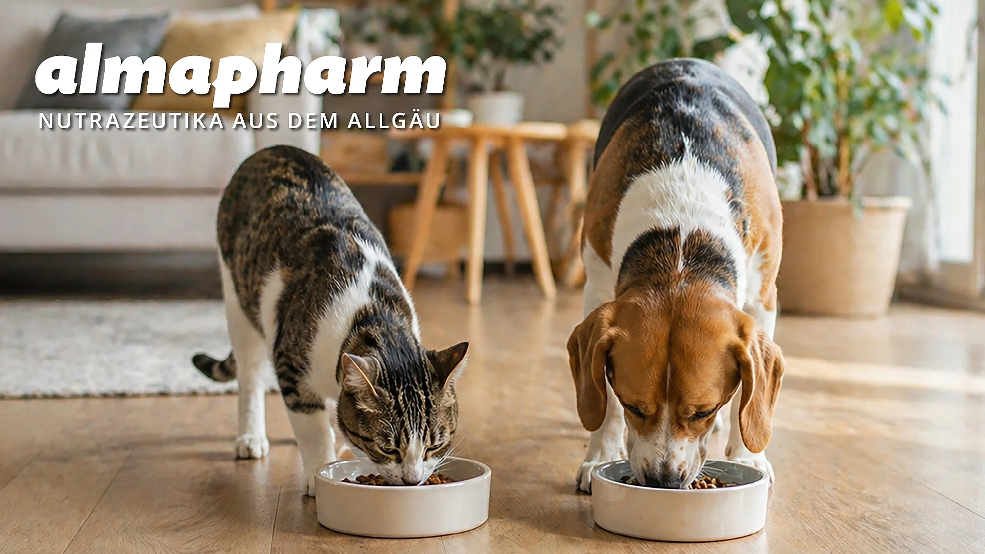Hund und Katze fressen aus je einem Napf.