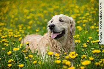 Golden retriever, Happy dog