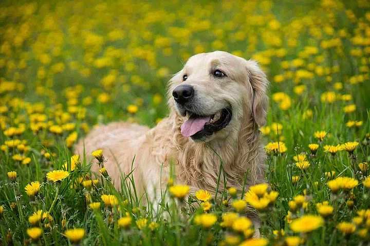 Golden retriever, Happy dog