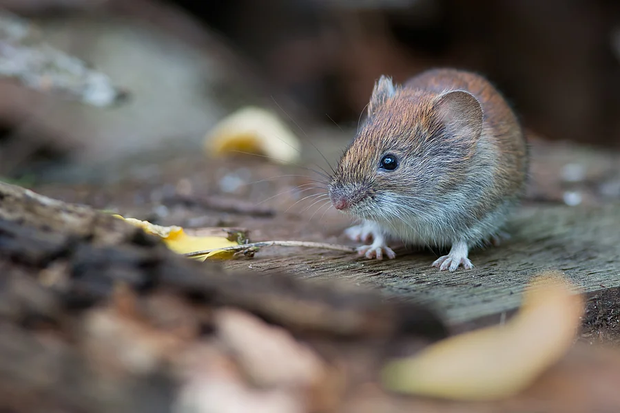 Maus