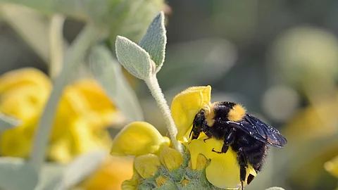 Tonerdhummel auf einer Blume