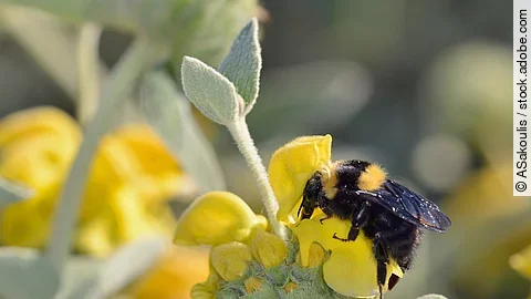 Tonerdhummel auf einer Blume