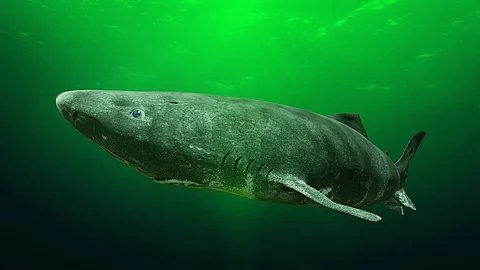 Ein Grönlandhai schwimmt ruhig durch das grünliche Wasser. Sein robuster Körper in graubraunen Tönen hebt sich geheimnisvoll von der trüben, grünen Umgebung ab, während er langsam durch das kalte, tiefe Wasser gleitet.