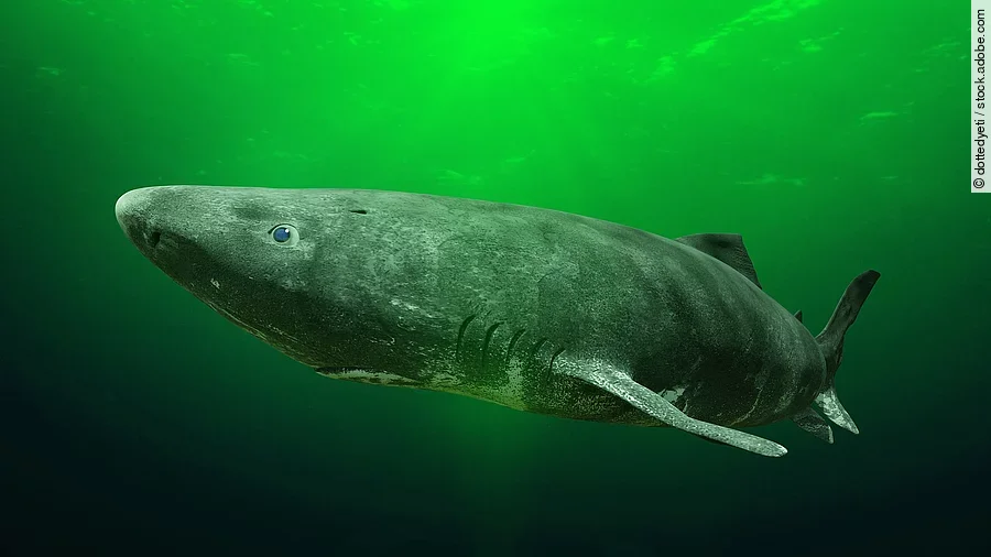 Ein Grönlandhai schwimmt ruhig durch das grünliche Wasser. Sein robuster Körper in graubraunen Tönen hebt sich geheimnisvoll von der trüben, grünen Umgebung ab, während er langsam durch das kalte, tiefe Wasser gleitet.