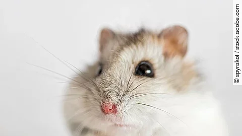 Nahaufnahme von einem Hamster vor einem weißen Hintergrund. Der Hamster hat helles seidig glänzendes Fell.