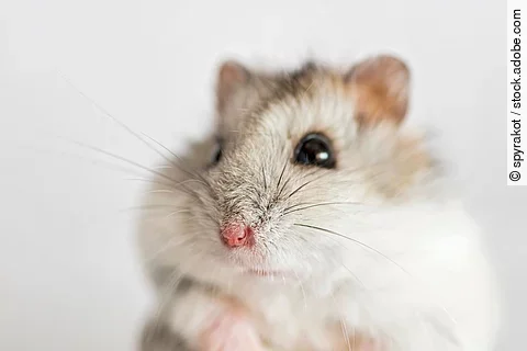 Nahaufnahme von einem Hamster vor einem weißen Hintergrund. Der Hamster hat helles seidig glänzendes Fell.