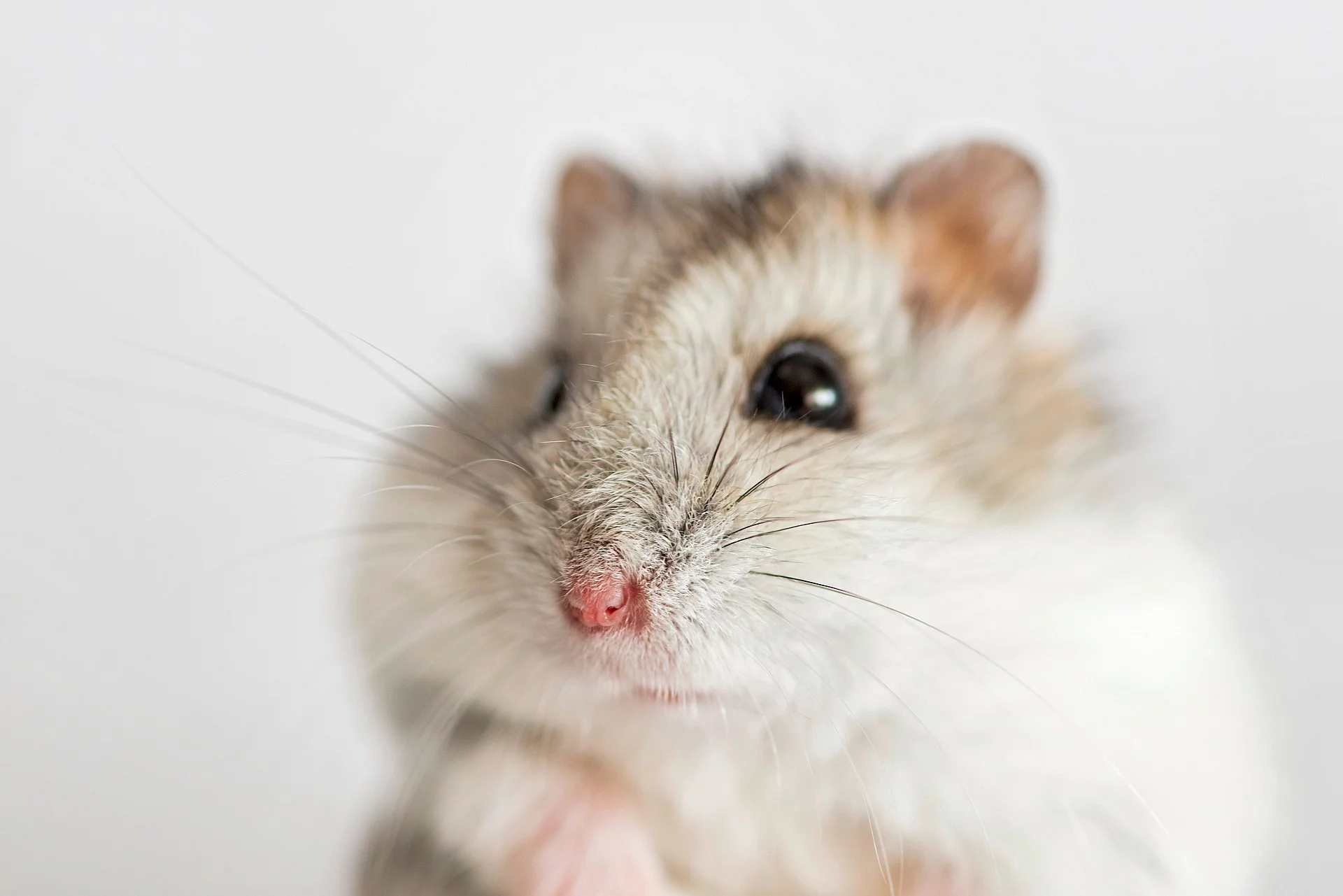 Nahaufnahme von einem Hamster vor einem weißen Hintergrund. Der Hamster hat helles seidig glänzendes Fell.