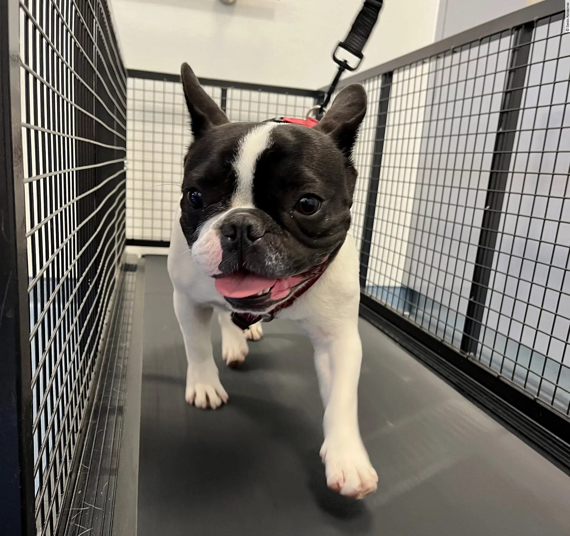 Ein Hund läuft auf einem Laufband