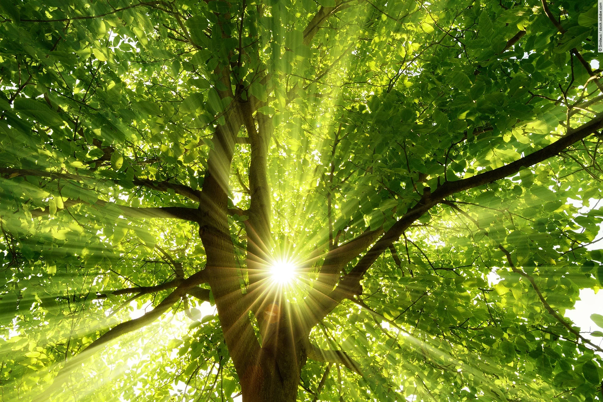 Die Sonne strahlt effektvoll durch den Baum. Die Strahlen scheinen durch die Baumkrone.