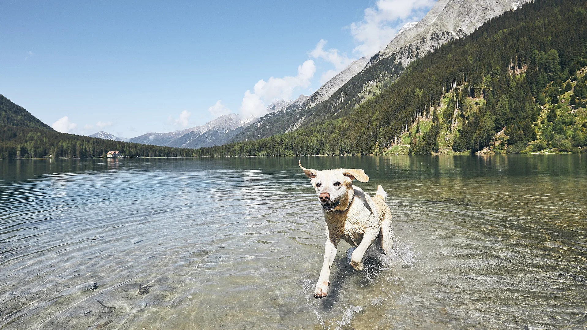 Weißer Hund badet in einem Bergsee