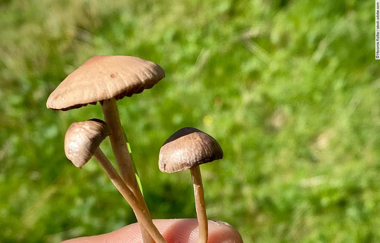 Ein Mann hält mehrere braune Magic Mushrooms in seiner Hand.