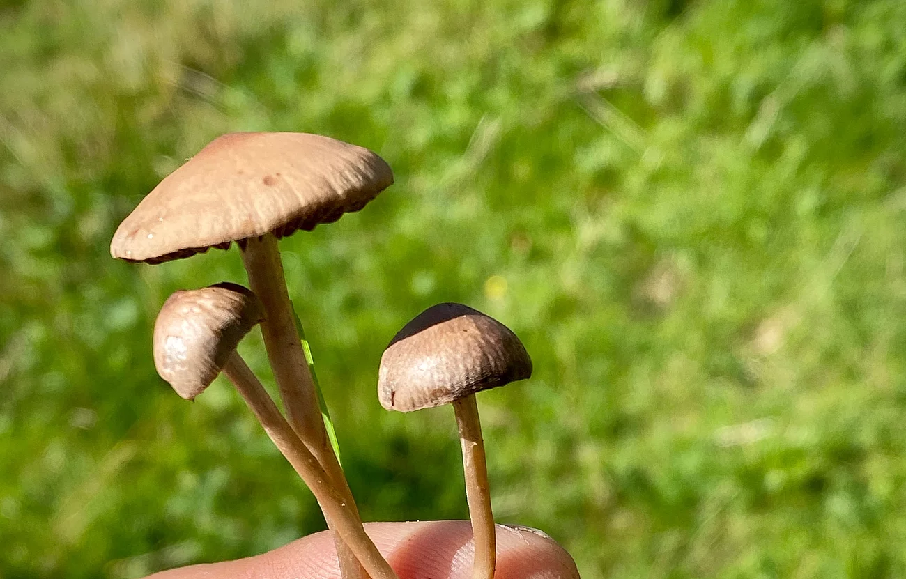 Ein Mann hält mehrere braune Magic Mushrooms in seiner Hand.
