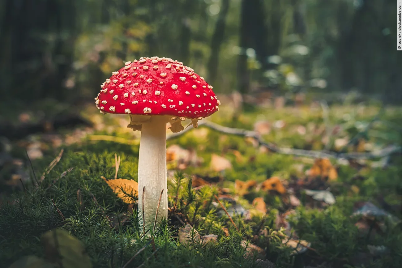 Ein einzelner roter Fliegenpilz mit den klassischen weißen Punkten wächst im Wald.