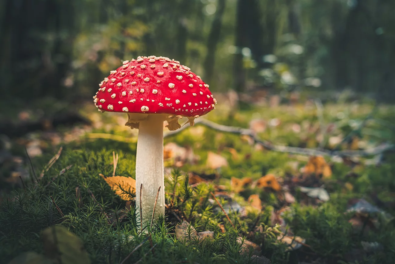 Ein einzelner roter Fliegenpilz mit den klassischen weißen Punkten wächst im Wald.