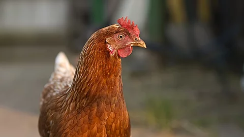 Henne, die auf einem Feldweg läuft.