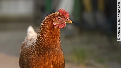 Henne, die auf einem Feldweg läuft.