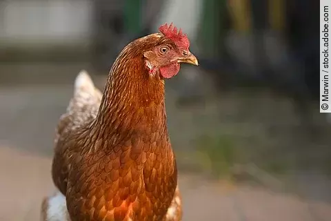 Hen Henne, die auf einem Feldweg läuft.