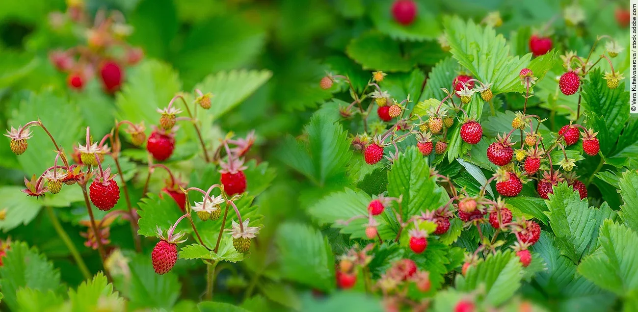 Bild von wilden Erdbeeren.