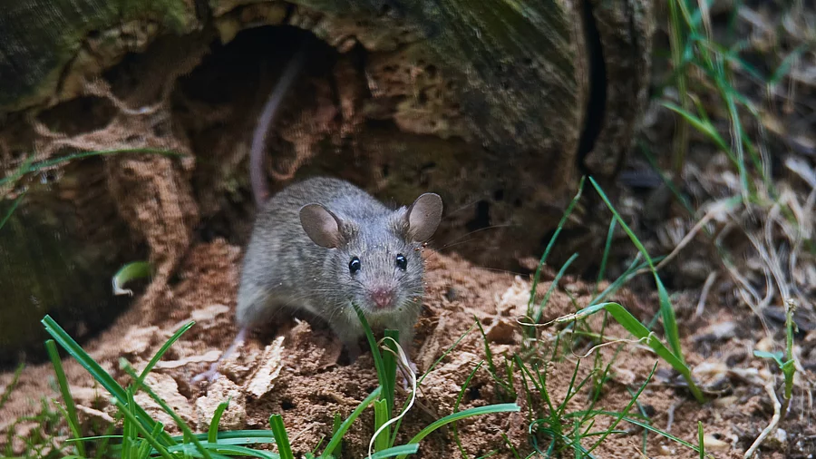Eine graue Maus sitzt auf dem Wahlboden und schaut perplex in die Kamera.