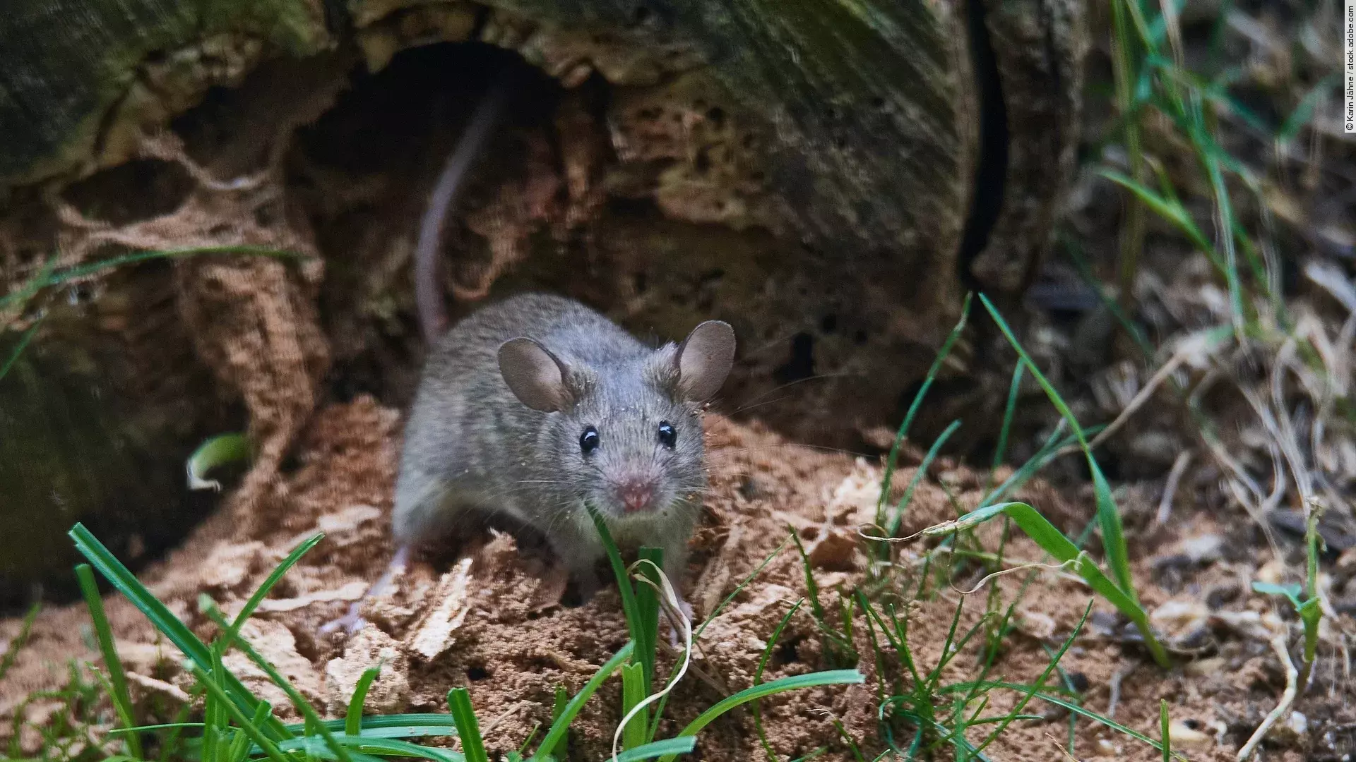Eine graue Maus sitzt auf dem Wahlboden und schaut perplex in die Kamera.